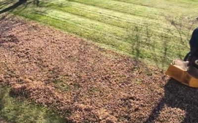 Landscaping Tips – 4 Reasons Your Yard Needs a Spring Clean-up…