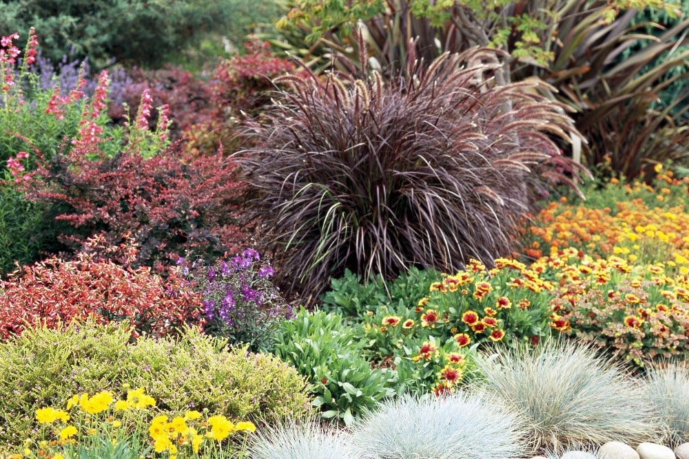 8 Things You Should Know About Ornamental Grasses To Get the Best Results…