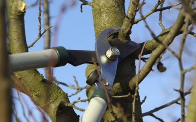 3 Tips On How to Take Care of Your Trees and Shrubs During the Colder Months of the Year…