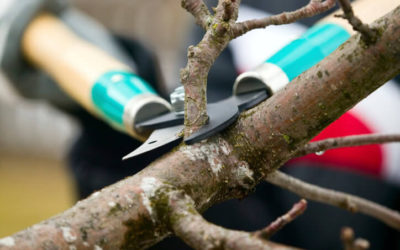 4 Tree Maintenance Tips That Will Improve Your Trees, Shrubs, and Your Landscaping…