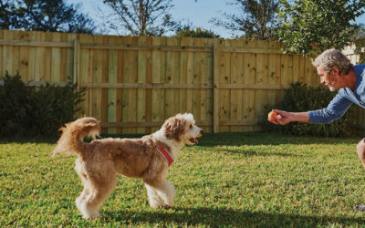 3 Reasons Why New Dog Owners Should Invest in a New Fence…