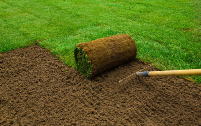Grass Seed vs. Sod – The Pros and Cons of Both…