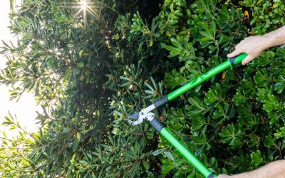 How Pruning and Trimming Trees, Shrubs, and Bushes Can Elevate Your Landscape’s Health and Aesthetics…